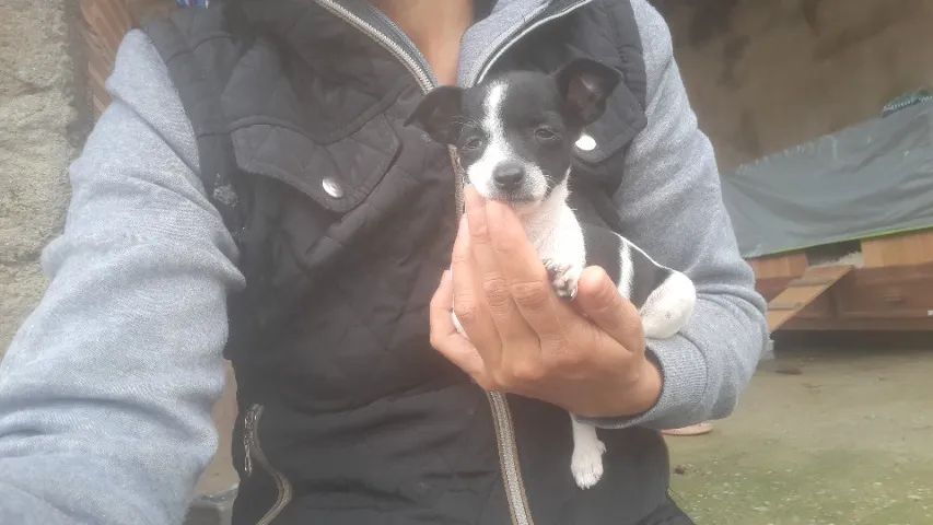 Pincher 1 - Foto 2
