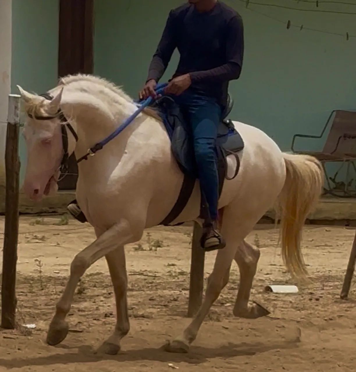Cavalo Mangalarga - Foto 4