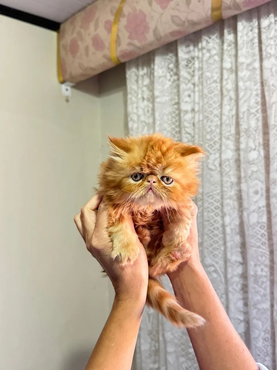 Gatos persas  - Foto 4
