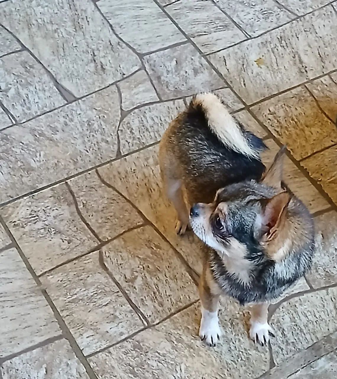 Chihuahua macho - Foto 2