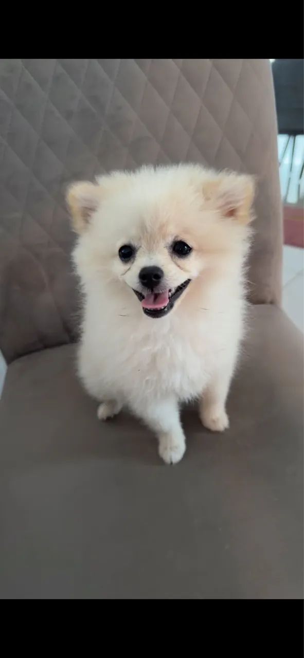 Pets  - Foto 3