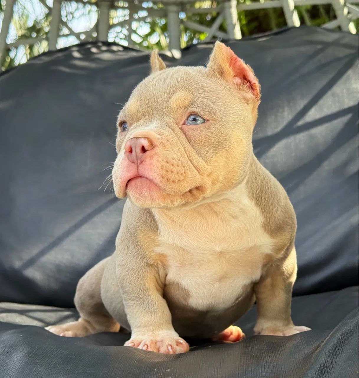 American bully micro - Foto 4