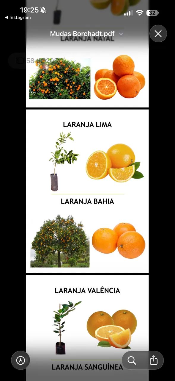Mudas de Laranja de Alta Qualidade  - Foto 5