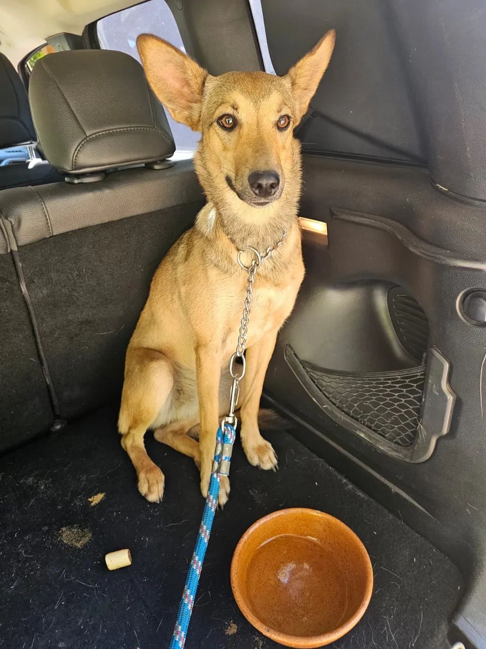 Cachorra doação 