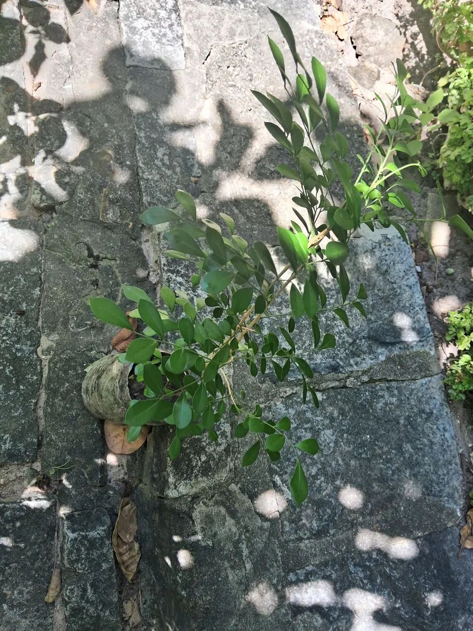 Mudas de jasmin - Foto 3