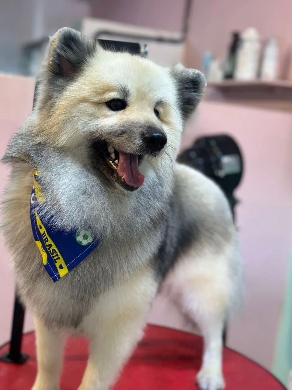 Cachorro Spitz alemão  - Foto 2