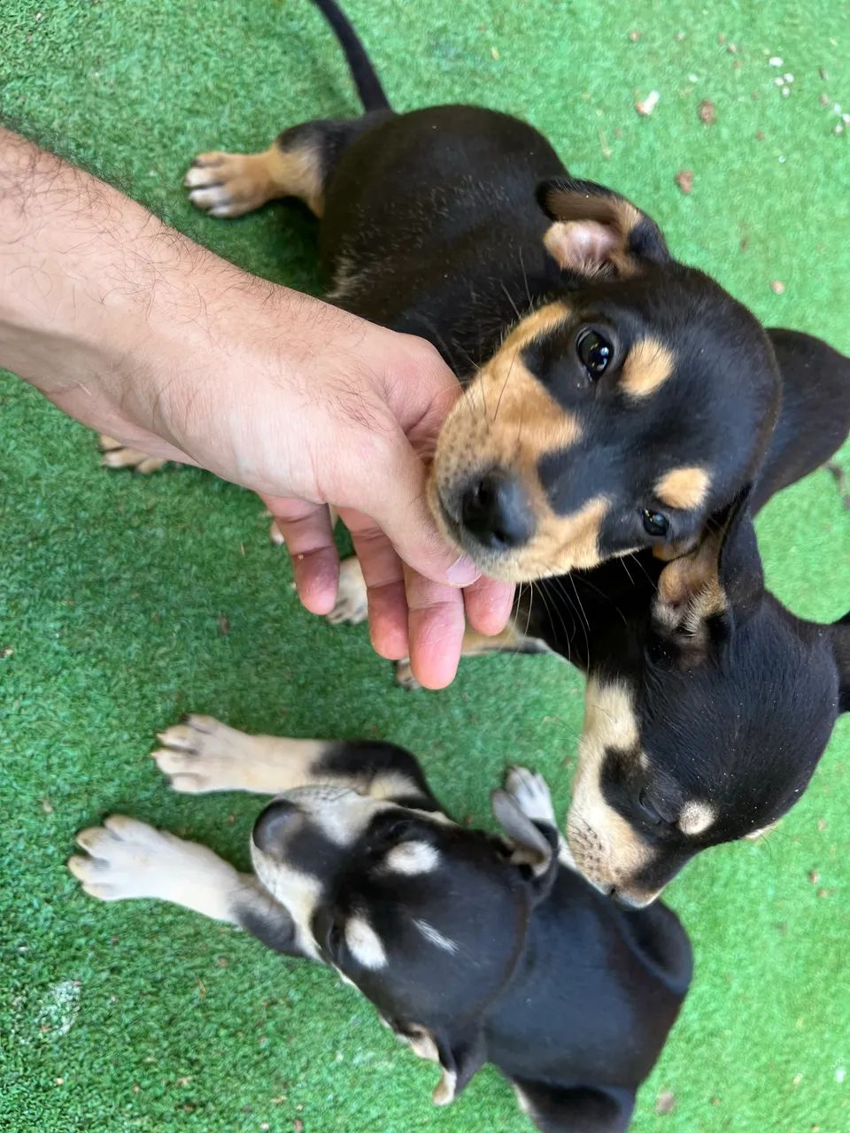 Doação de cães filhotes  - Foto 3
