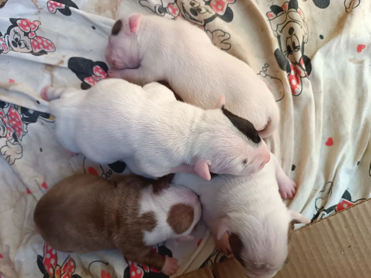 Filhotes de Pitbull  - Foto 3