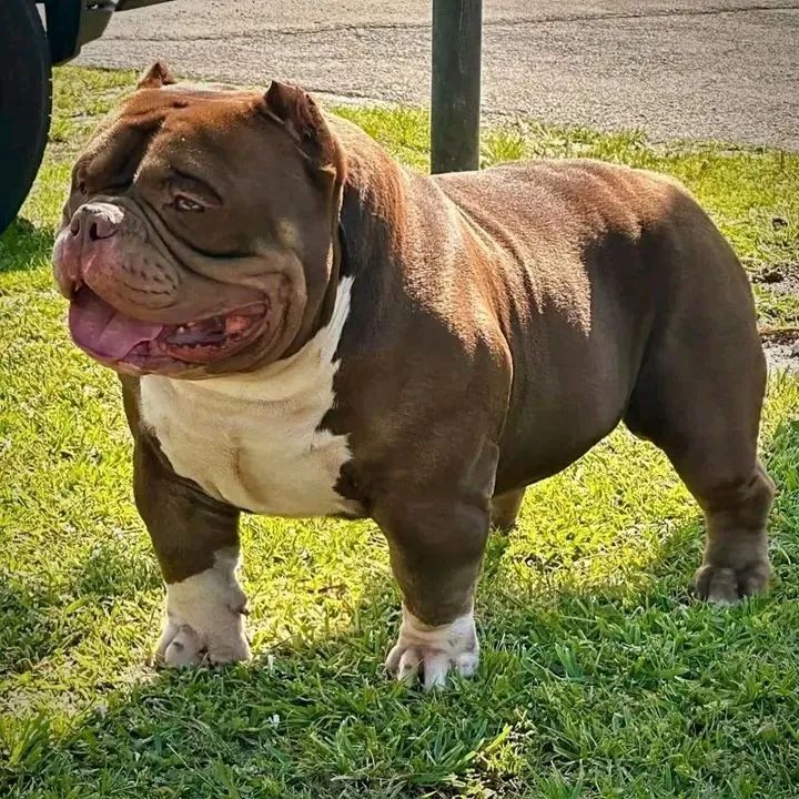 America bully 