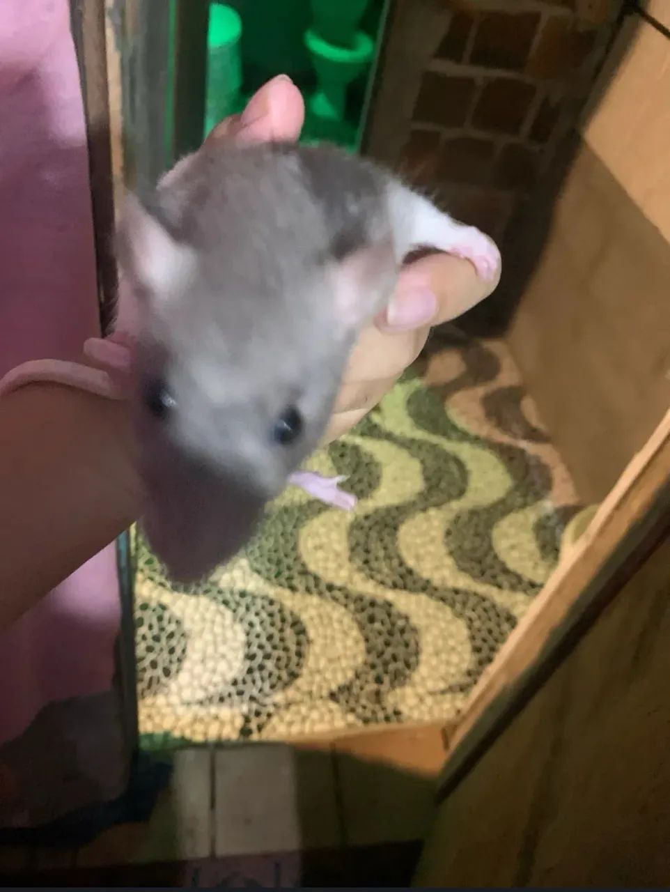 Vendo ratinhaTwister - Foto 2