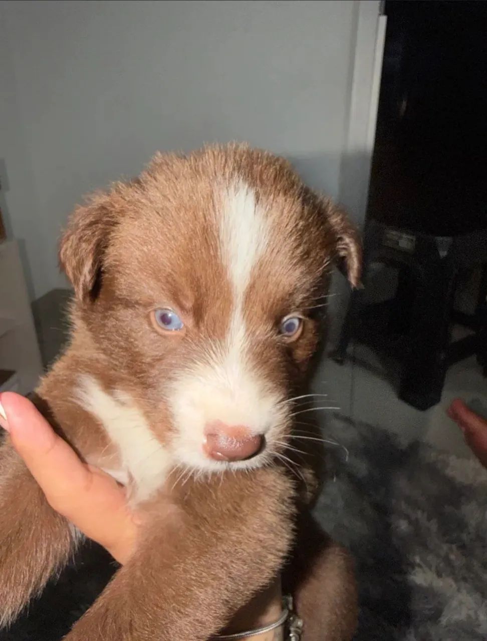 Filhotes de Border Collie - Foto 3