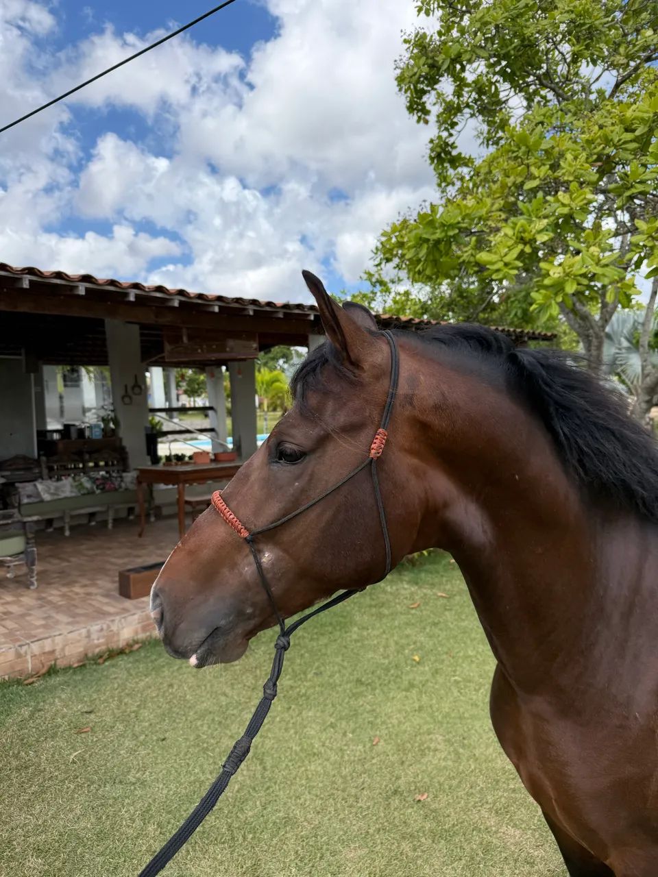 Cavalo  - Foto 2