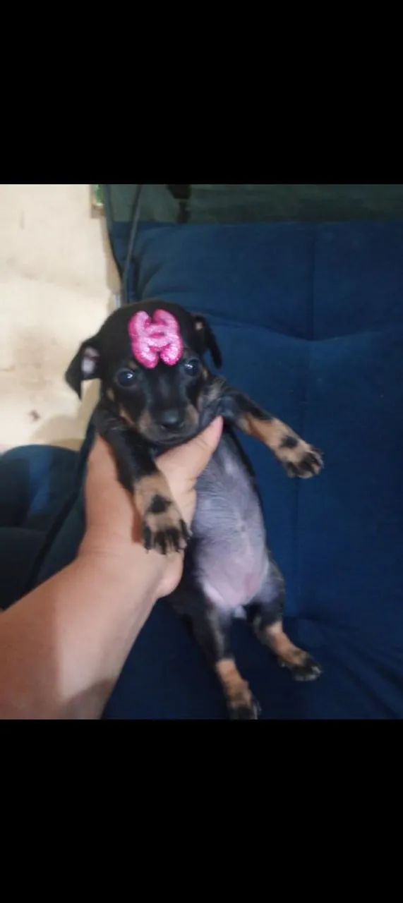 Cachorro  - Foto 2
