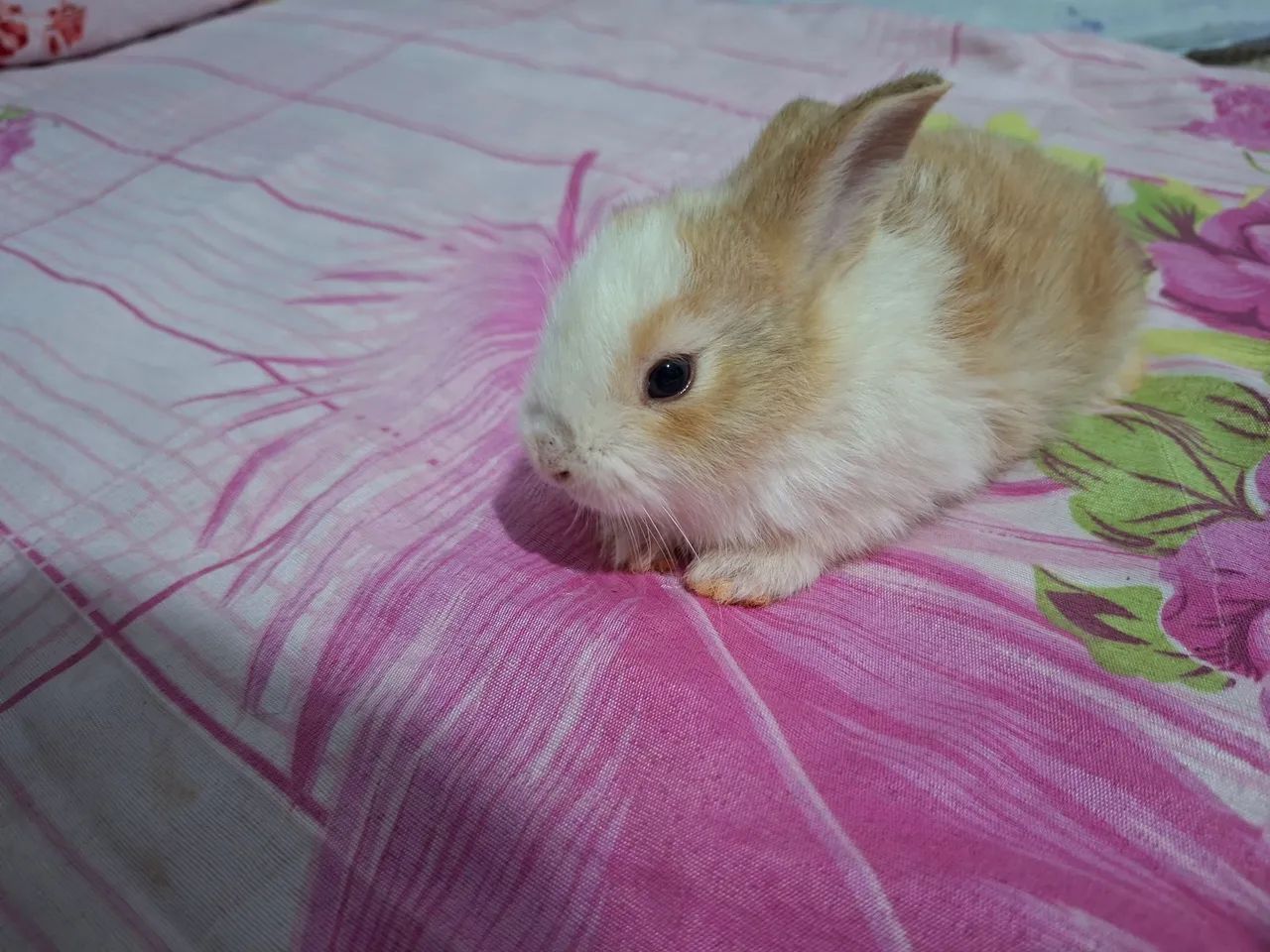 Vende-se um coelhinho