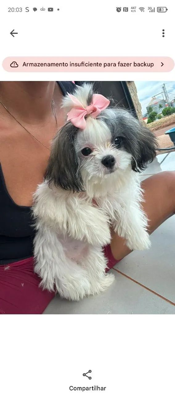 Cachorro  - Foto 4