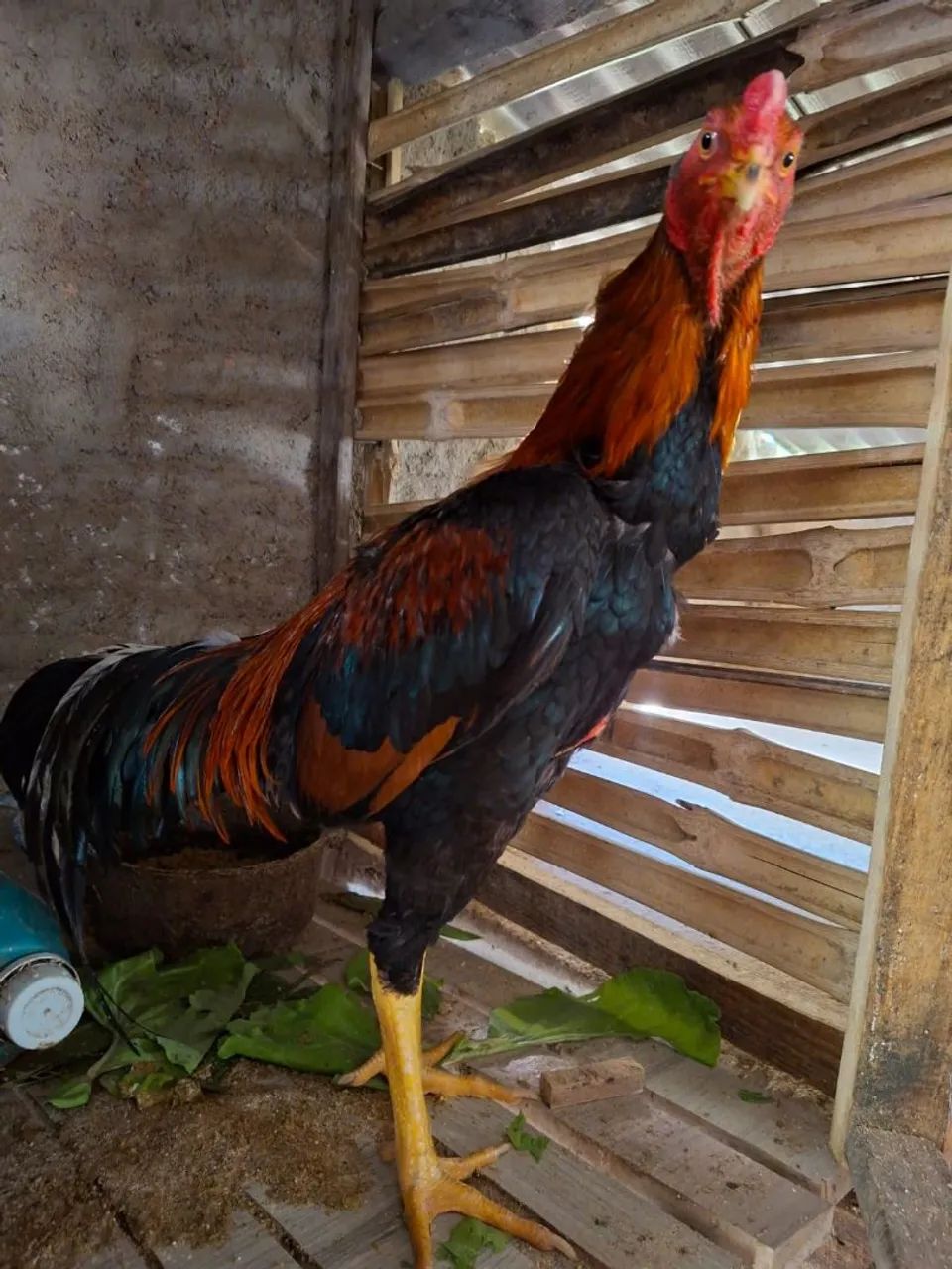 Galo indio - Foto 3