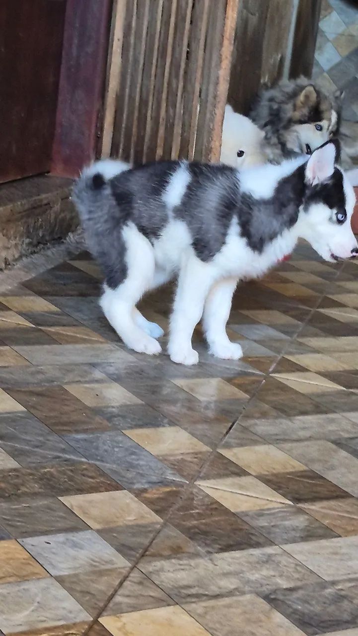 Husky Siberiano 