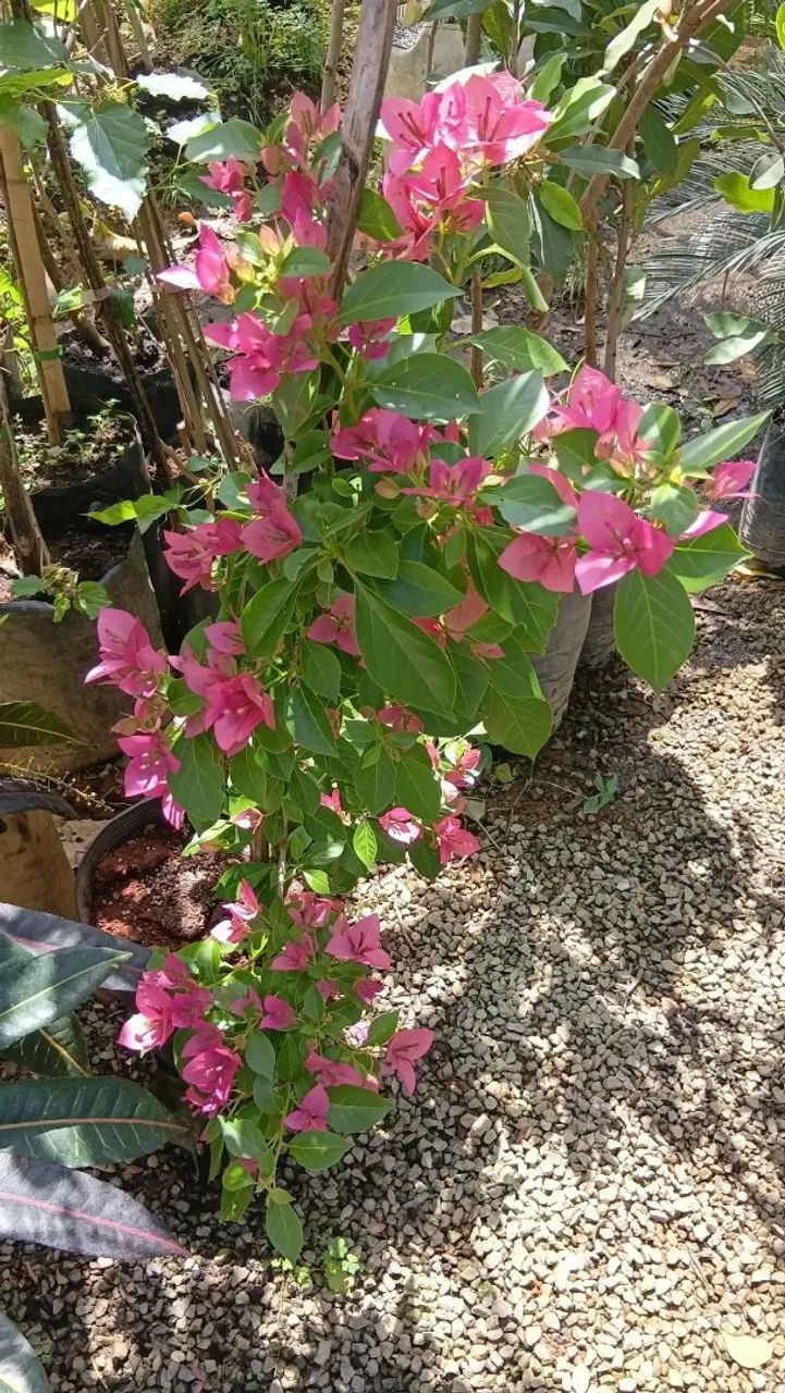 Bougavillea - Foto 3