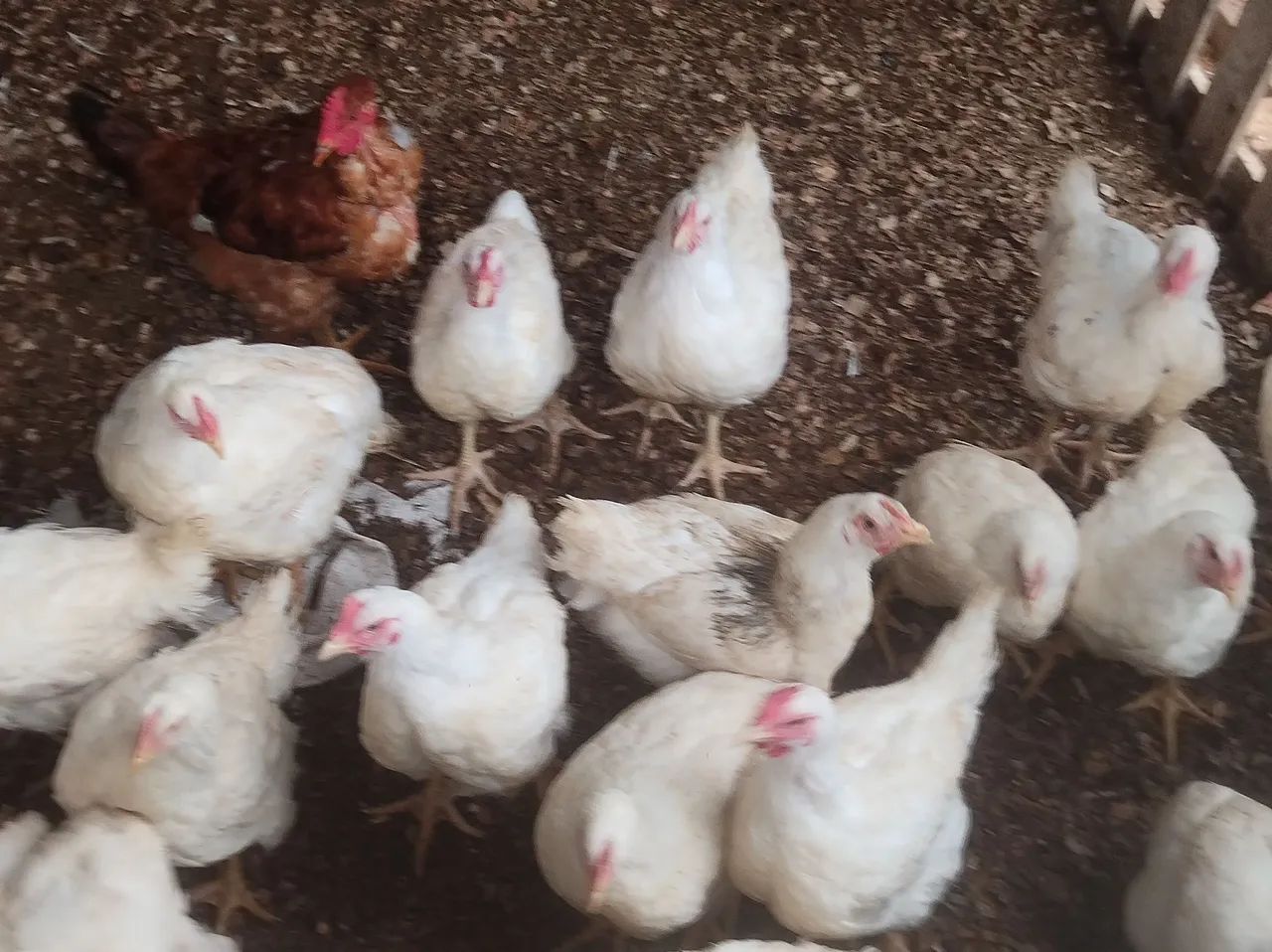Frangos de granja - Foto 2