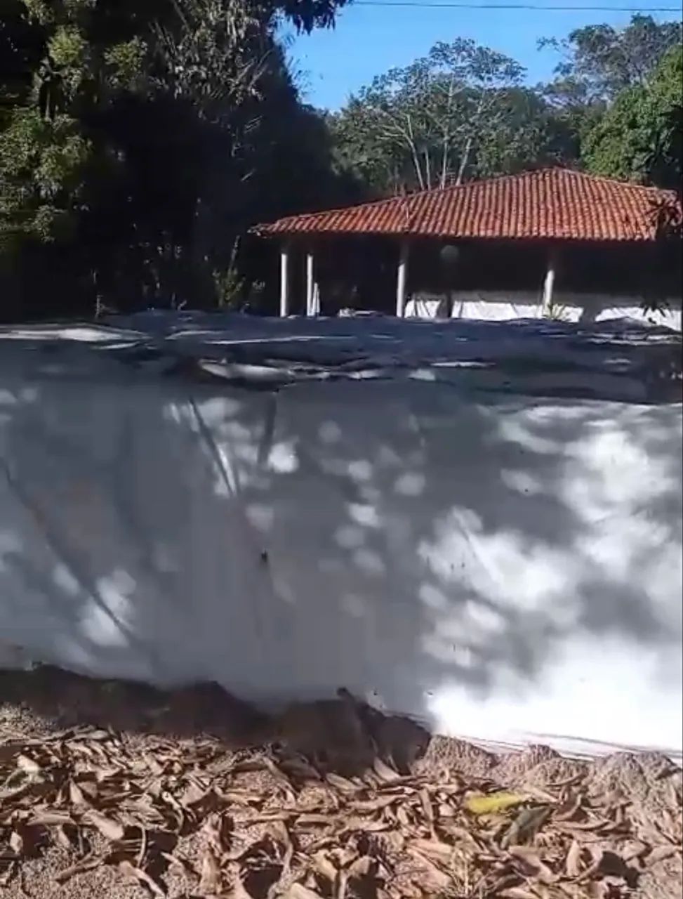 SILAGEM DE MILHO ?  - Foto 2