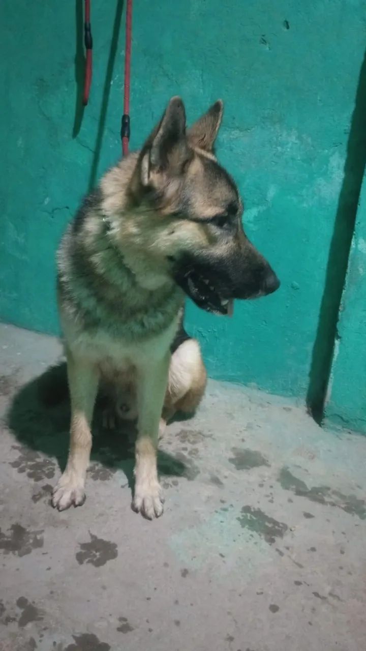 Pastor Alemão - Sargento