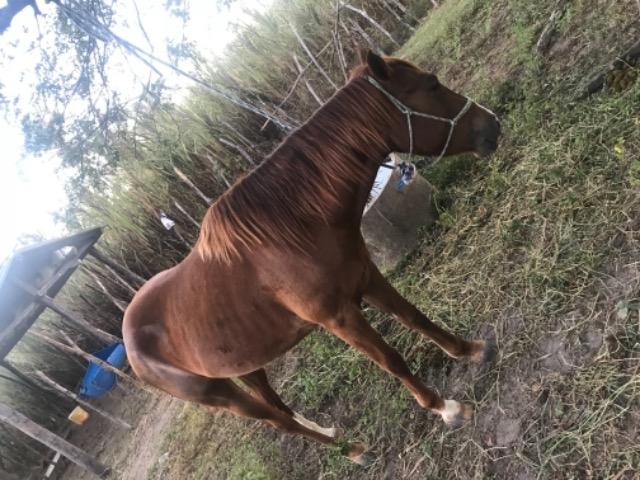 Vendo potra - Foto 2