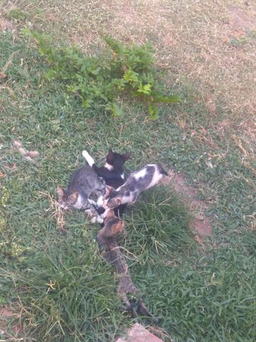 Gatos para Doação