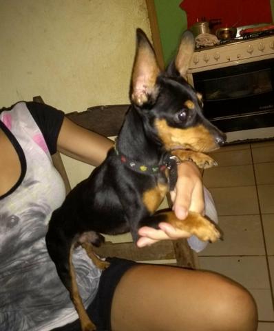 Pinscher disponível pra cruzar
