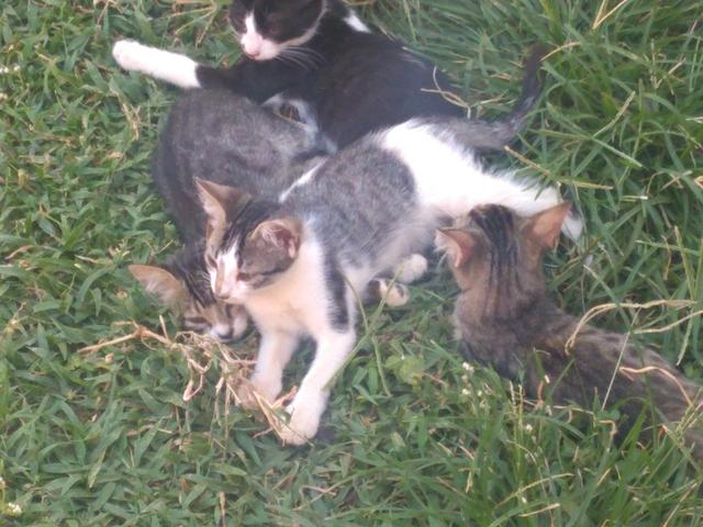 Gatos para Doação - Foto 5