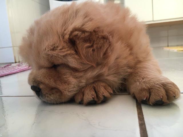 chow chow americano femea