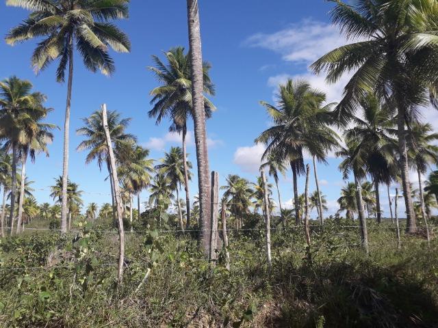 Fazenda 150 tarefas em Conde - Foto 9