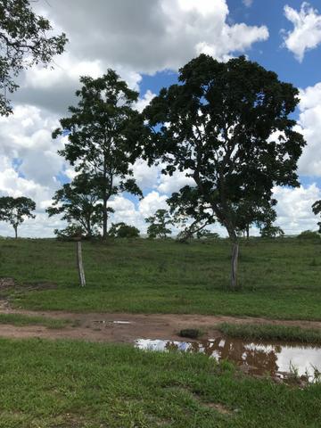 Oportunidade Extra Fazenda 100 Alqueires ou 484 Hectares Aragoiânia - Foto 3