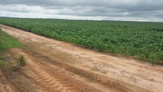 100 permuta!! Fazenda 2.400 Hectares 495 Alqueires- jaborandi-BA - Foto 8