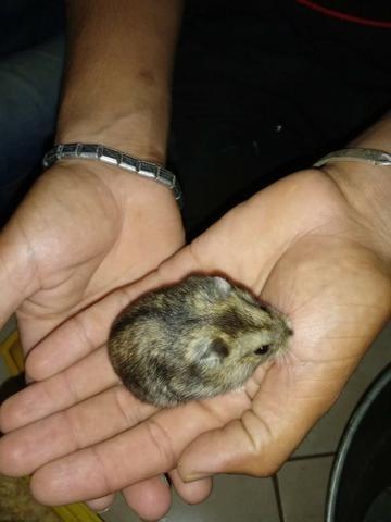 Hamster - Foto 3