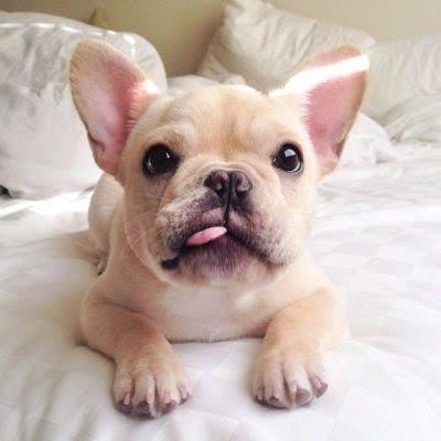 Bulldog Francês Pronta Entrega - Foto 2