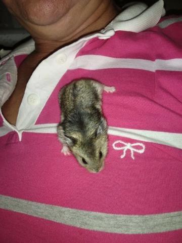 Hamster - Foto 4