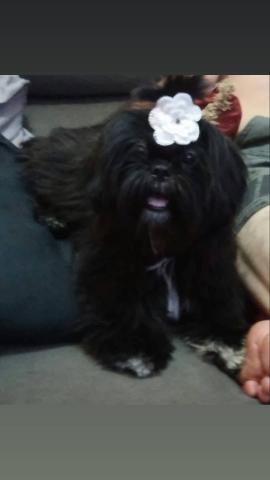 Shihtzu - Foto 6