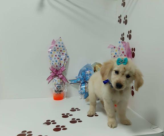 Golden retriver fêmea em 10x já vacinada com garantia!!! - Foto 3
