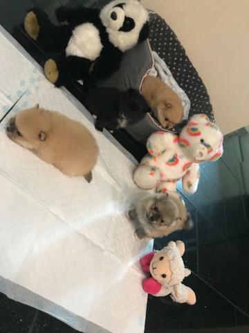 Spitz Alemão tamanho anão padrão ursinho, com suporte veterinário gratuito durante 6 meses - Foto 5