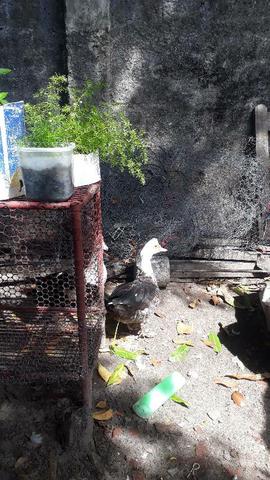 Aves - Foto 5