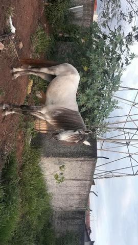 Animal - Foto 4