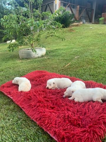 Lindos filhotes de samoeida maiores informações no whatsaap - Foto 2