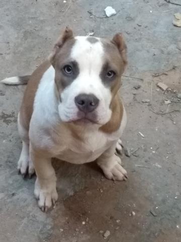 Vendo american bully pokt - Foto 4