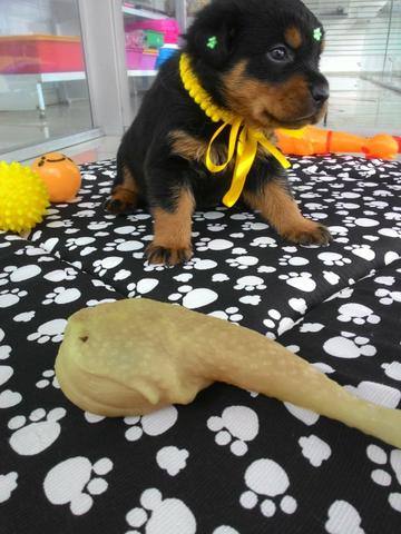Rottweiler cabeca touro disponivel pra vc gold dog