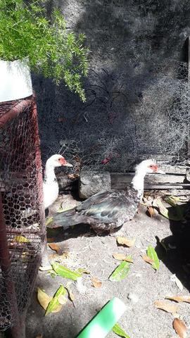 Aves