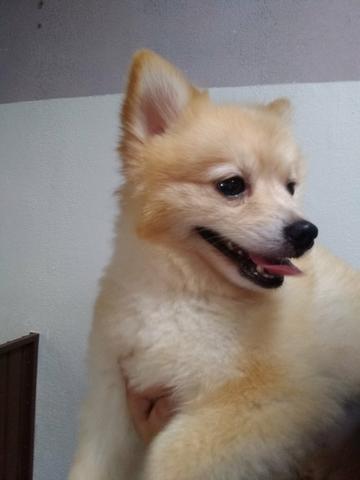 Lulu da Pomerânia - Foto 4
