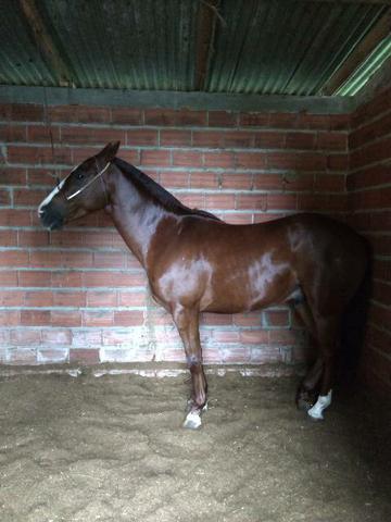 Cavalo inglês x quarto de milha - Foto 3