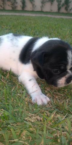 Bulldog frances Femea - Foto 2