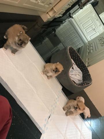 Spitz Alemão tamanho anão padrão ursinho, com suporte veterinário gratuito durante 6 meses
