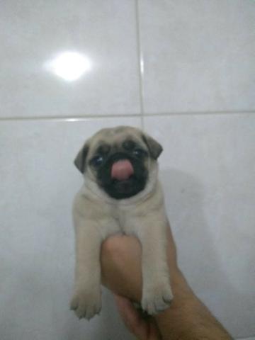 Pug femea top
